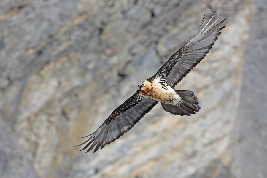 Bartgeier in den Schweizer Alpen