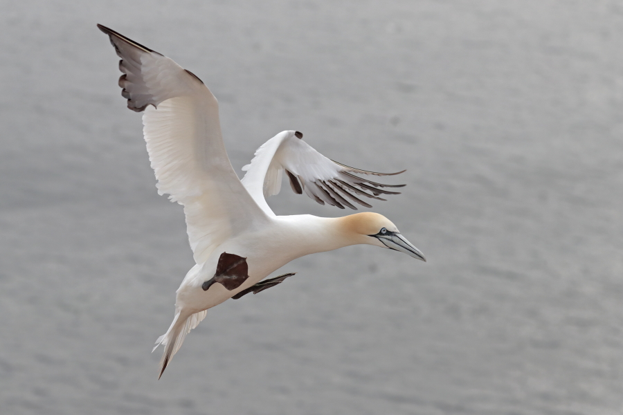 Basstölpel auf Helgoland