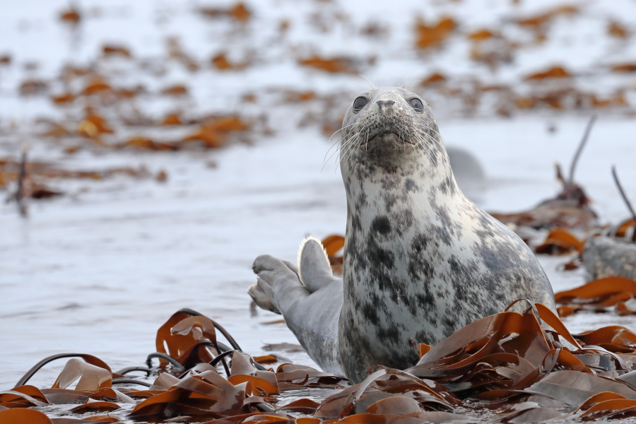Rund um die Farne inseln lebt eine große Kolonie von Kegelrobben. Gerne sonnen sich die Tiere auf den felsigen Ufern.