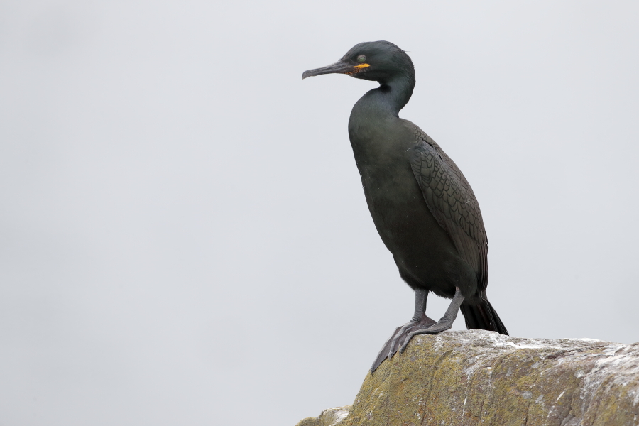 Krähenscharbe auf Inner Farne, Nordostengalnd