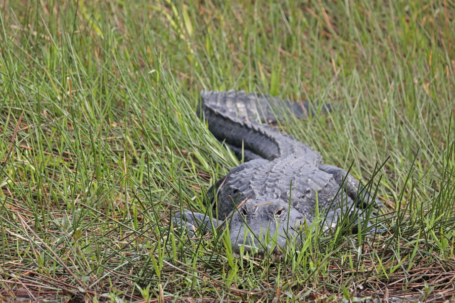 Der wieder sehr häufige und im Südosten der USA weit verbreitete Mississippi-Alligator kann bis zu 6m lang werden.