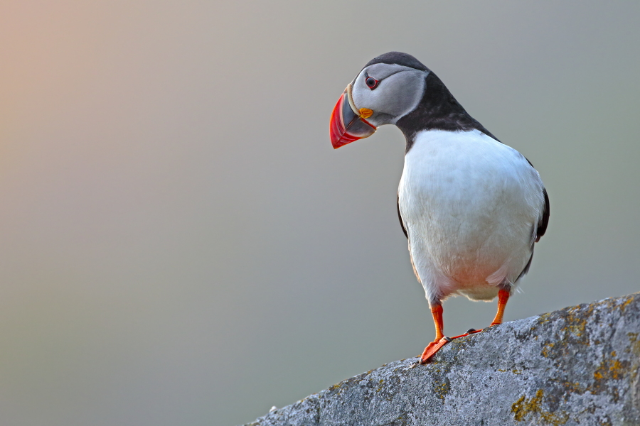 Papageitaucher auf der Insel Runde, Norwegen