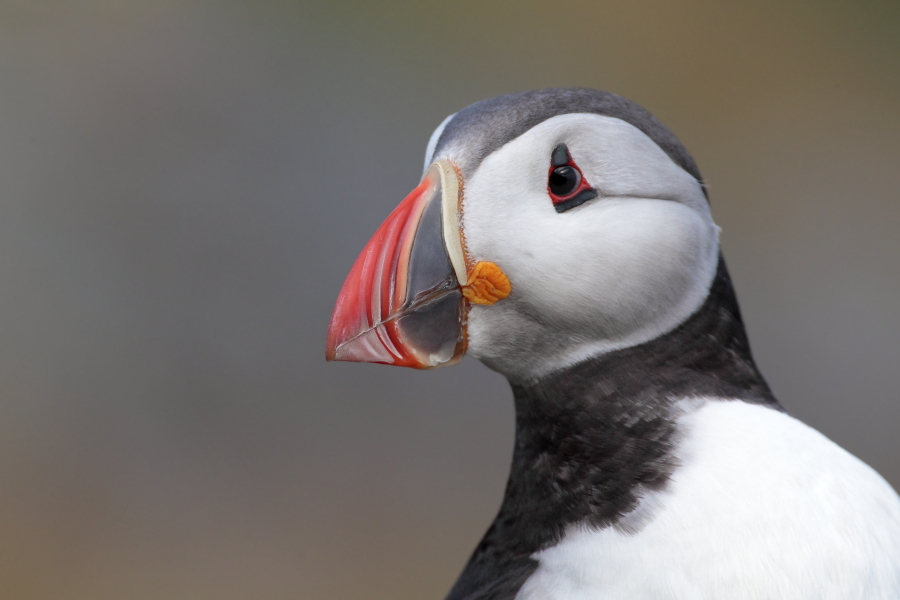 Papageitaucher auf den Farne Islands, Nordostengland