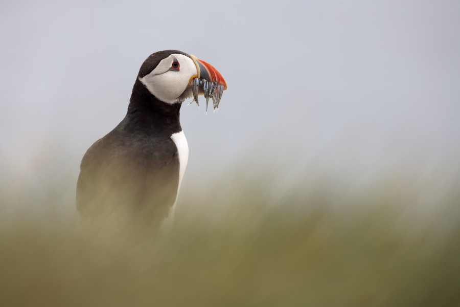 Papageitaucher auf den Farne Islands, Nordostengland
