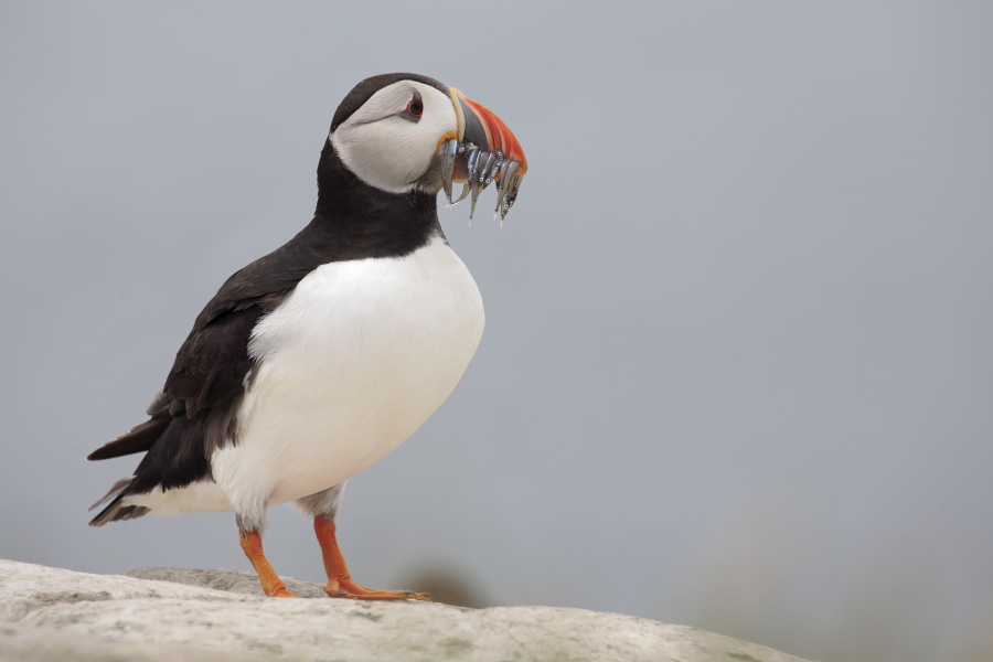 Papageitaucher auf den Farne Islands, Nordostengland