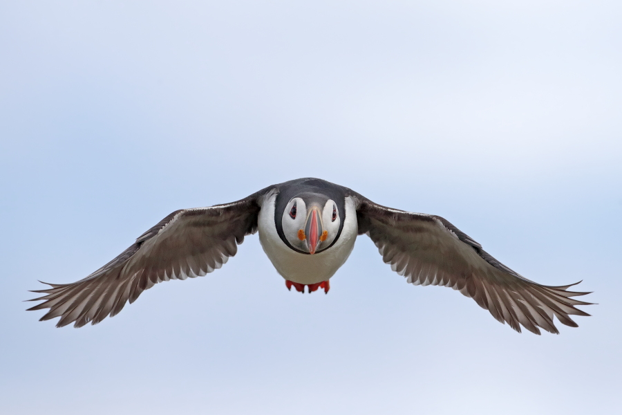 Papageitaucher auf den Farne Islands, Nordostengland