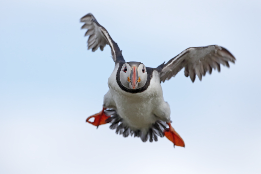 Papageitaucher auf den Farne Islands, Nordostengland