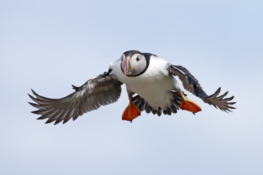 Papageitaucher auf den Farne Islands, Nordostengland