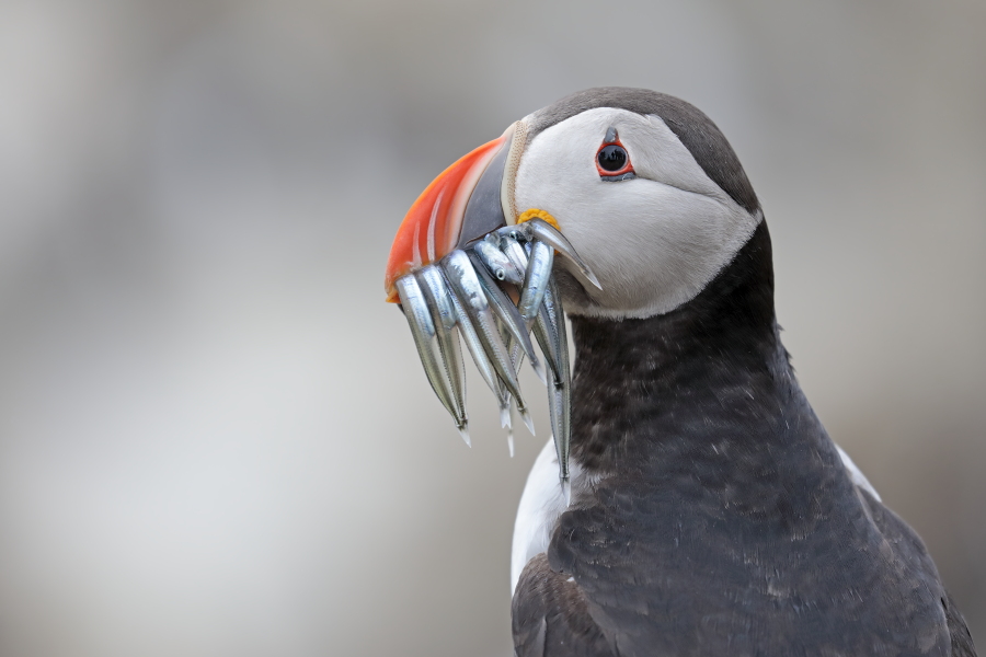 Papageitaucher auf den Farne Islands, Nordostengland