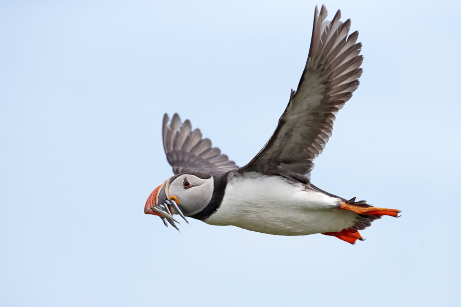Papageitaucher auf den Farne Islands, Nordostengland