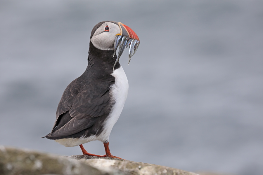 Papageitaucher auf den Farne Islands, Nordostengland