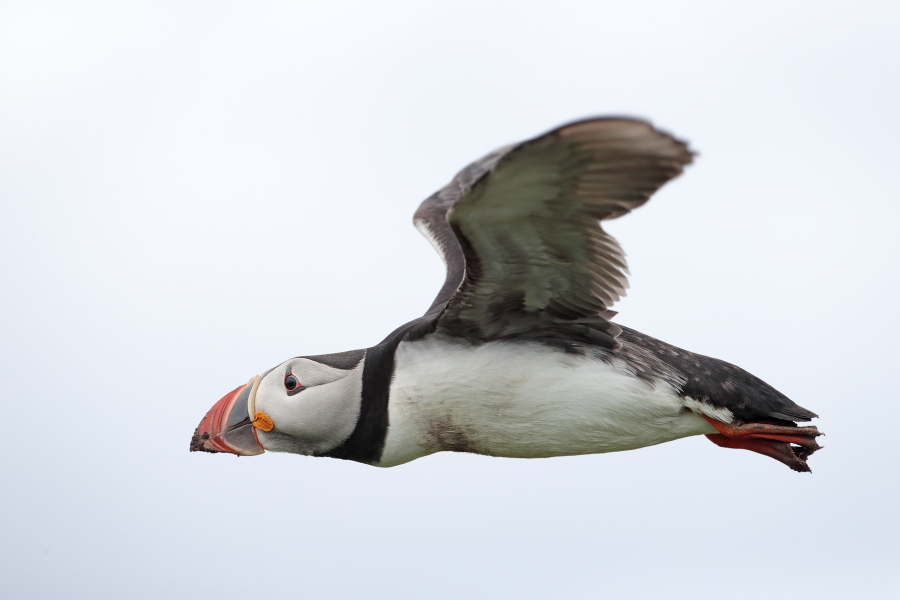 Papageitaucher auf den Farne Islands, Nordostengland