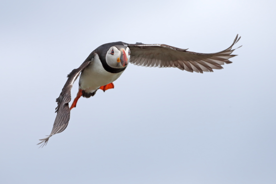 Papageitaucher auf den Farne Islands, Nordostengland