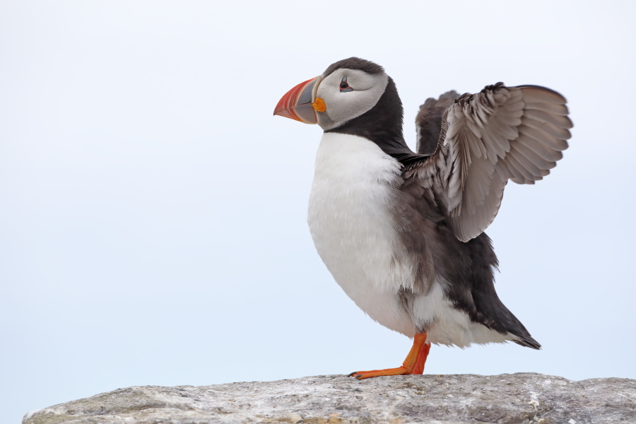 Papageitaucher auf den Farne Islands, Nordostengland