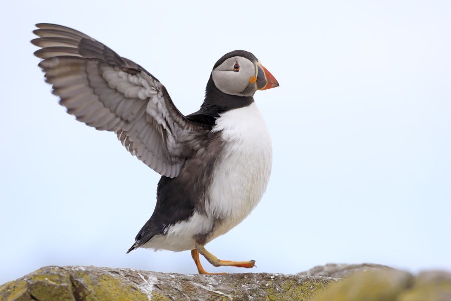 Papageitaucher auf den Farne Islands, Nordostengland