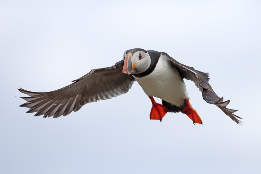 Papageitaucher auf den Farne Islands, Nordostengland