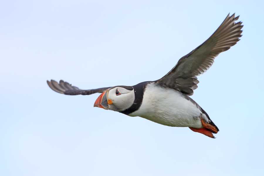 Papageitaucher auf den Farne Islands, Nordostengland