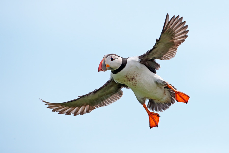 Papageitaucher auf den Farne Islands, Nordostengland