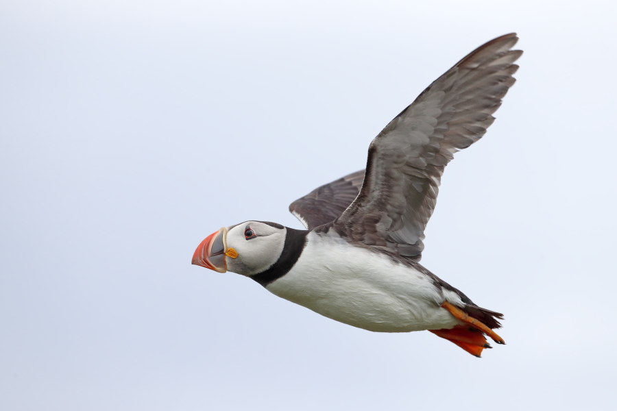 Papageitaucher auf den Farne Islands, Nordostengland
