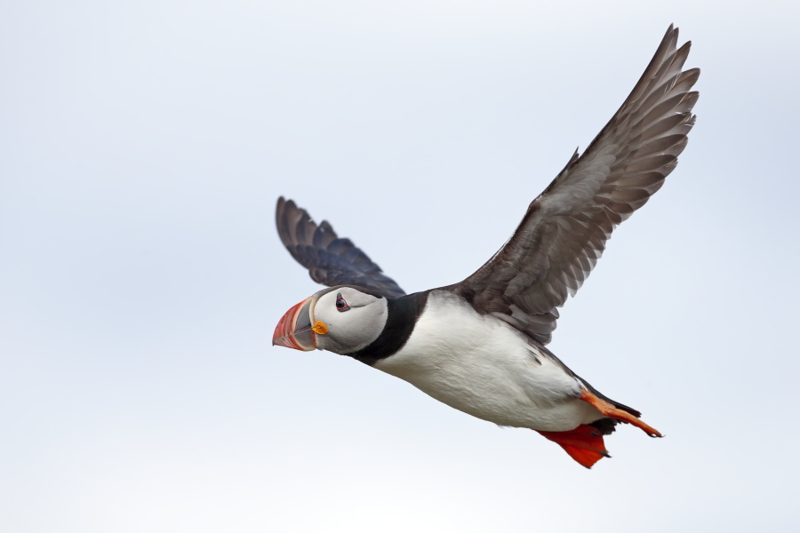 Papageitaucher auf den Farne Islands, Nordostengland