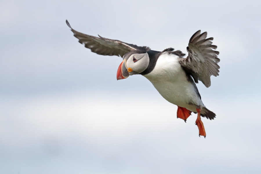 Papageitaucher auf den Farne Islands, Nordostengland