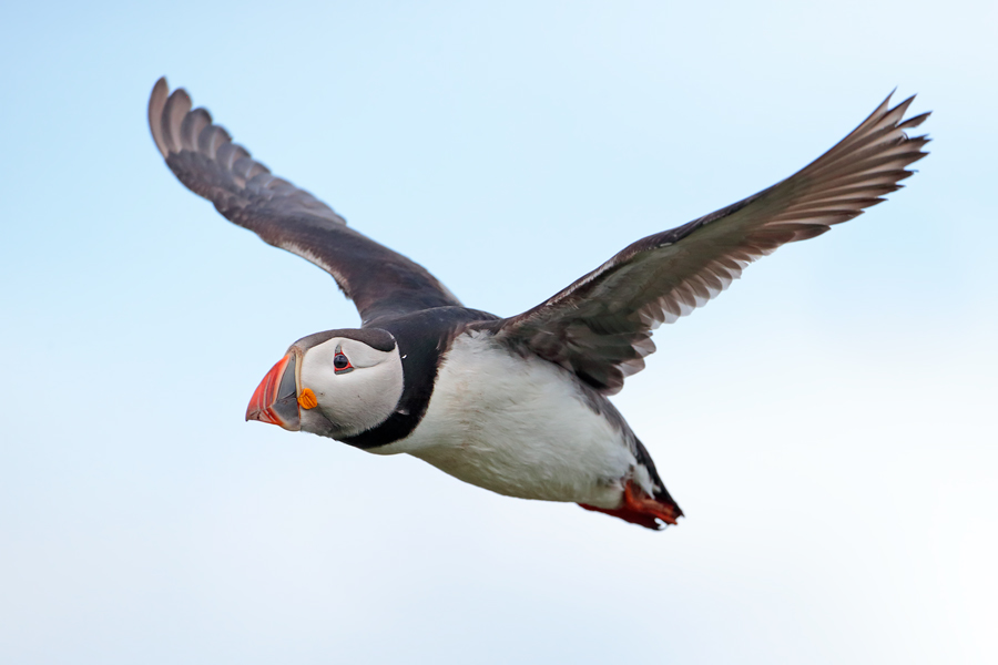 Papageitaucher im Flug, Inner Farne