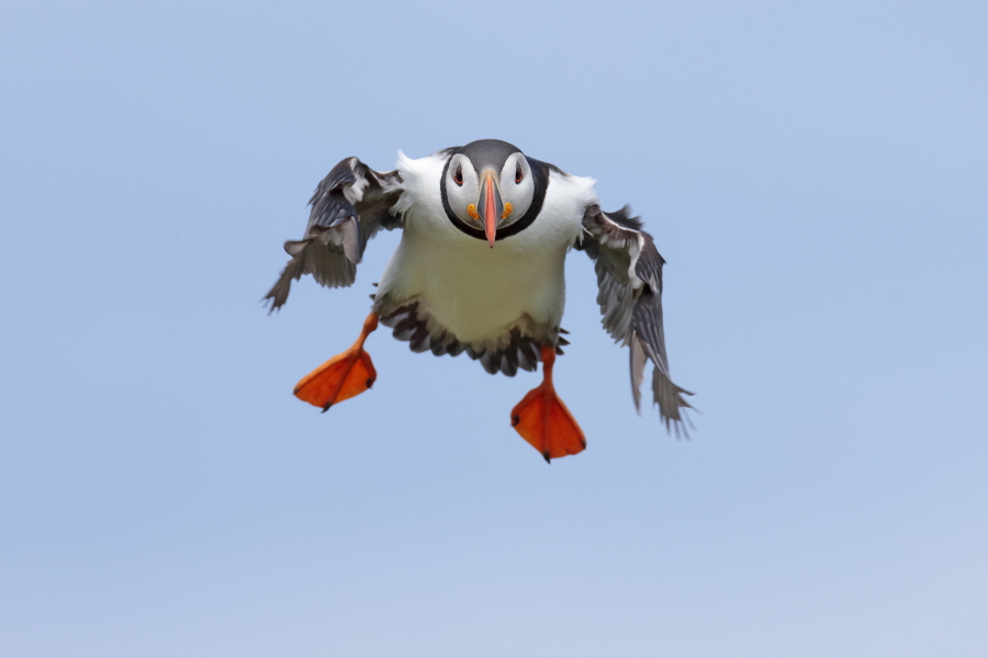 Papageitaucher