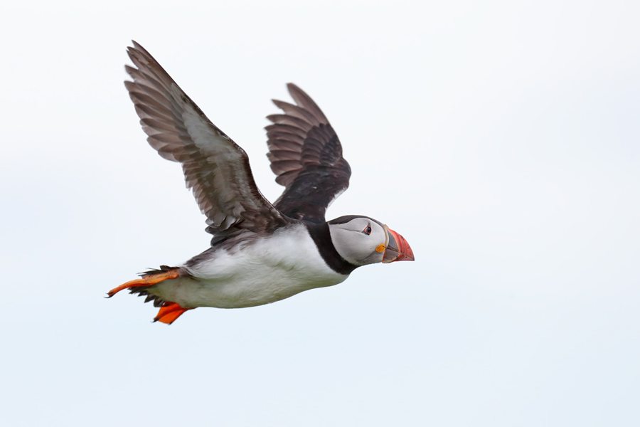 Papageitaucher auf Inner Farne