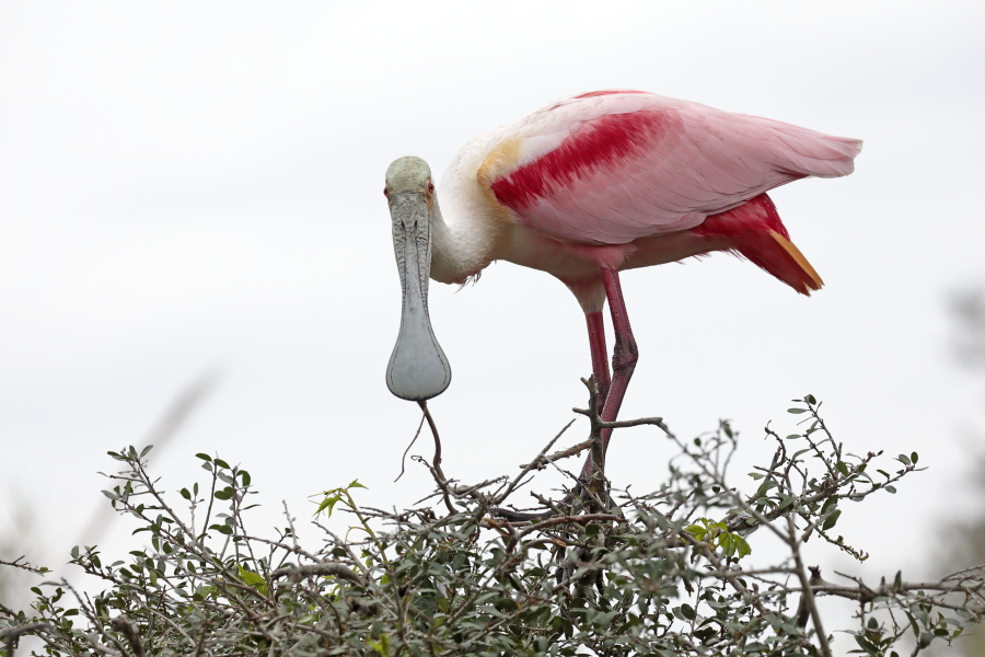 Die Rosalöffler brüten in den heißen Feuchtgebieten Floridas und überwintern in Teilen Mittel- und Südamerikas.