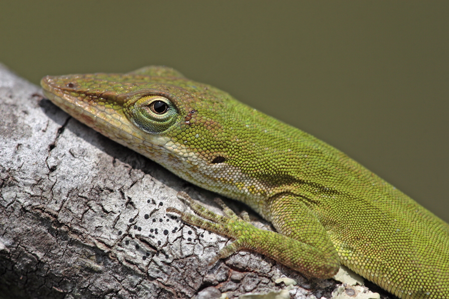 Der Rotkehl-Anolis ist zur Anpassung an seine Umgebung zum Farbwechsel von braun zu grün fähig. Diese Eidechse ist in Florida sehr häufig anzutreffen.