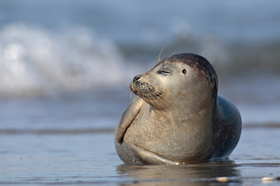 Seehund Phoca vitulina Common Seal