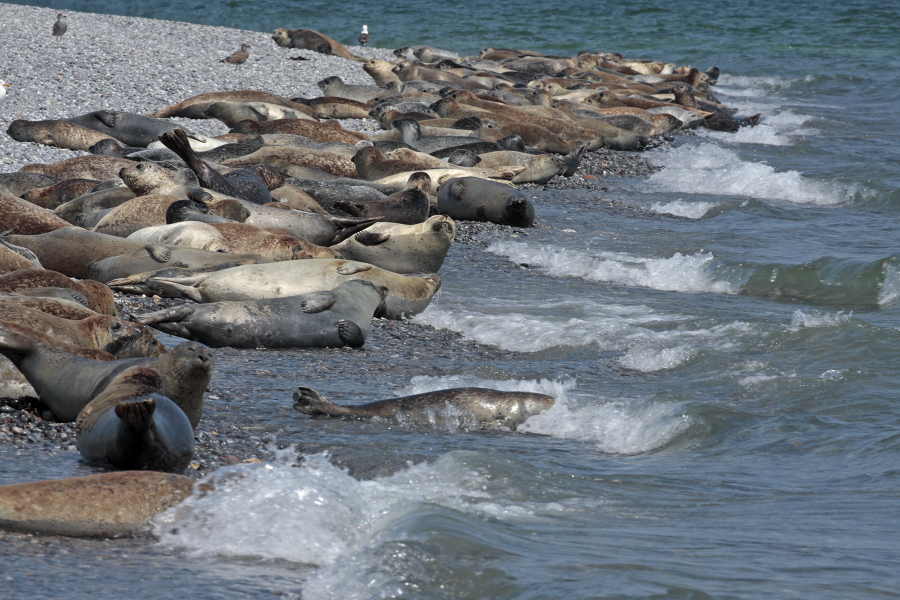 Seehund Phoca vitulina Common Seal