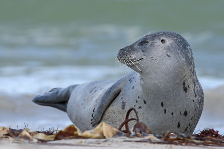 Seehund Phoca vitulina Common Seal