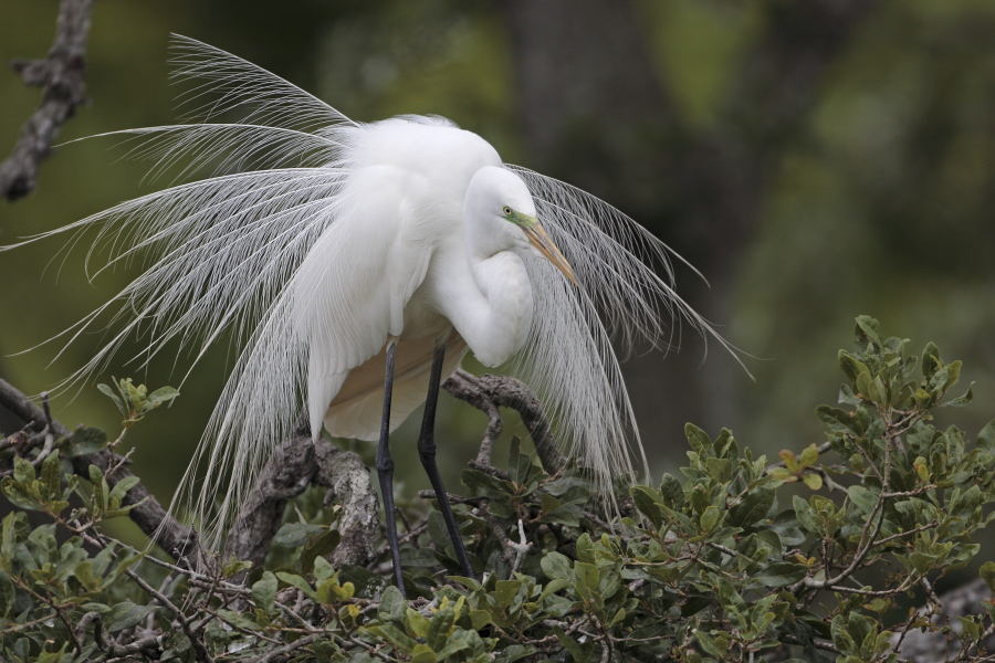 Der in großen Teilen der Welt verbreitete Silberreiher ist auch in Florida sehr häufig anzutreffen. 