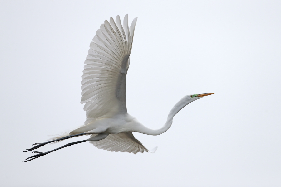 Der in großen Teilen der Welt verbreitete Silberreiher ist auch in Florida sehr häufig anzutreffen. 