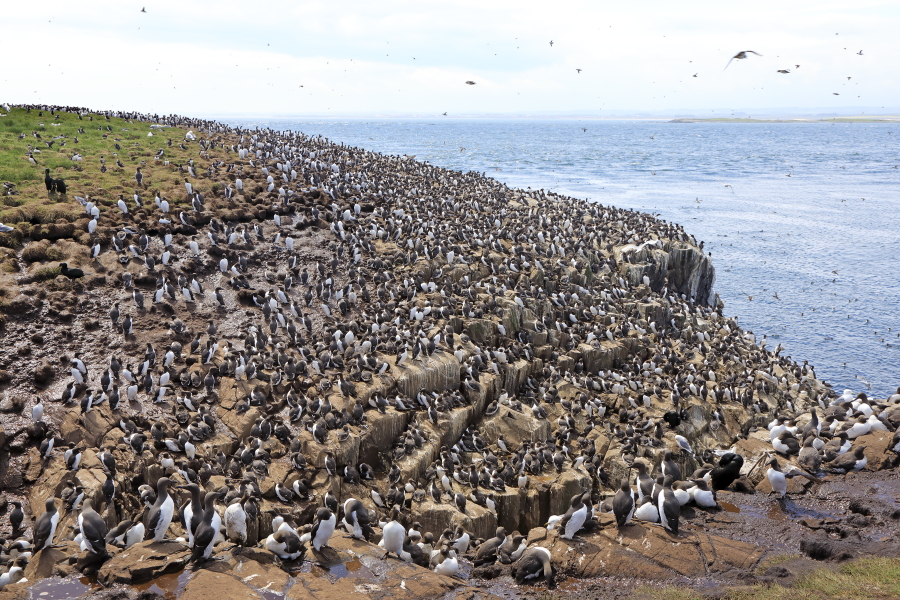 Staple Island