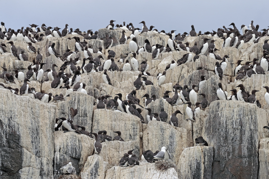 Trottellumme auf den Farne Islands, Nordostengland