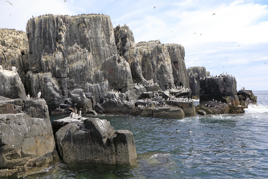 Die Farne Islands vor der Nordostküste Englands sind vulkanischen Ursprungs. Tausende von Seevögeln brüten und ziehen ihren Nachwuchs dort auf.