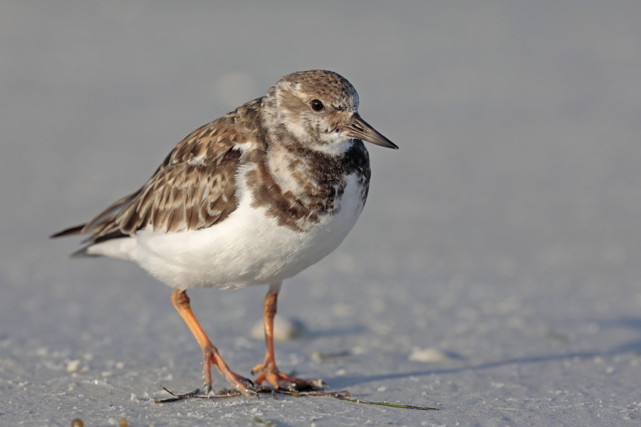 Der Steinwälzer ist ein an den Küsten Floridas lebender Watvogel.