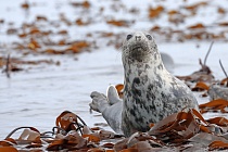 Rund um die Farne inseln lebt eine große Kolonie von Kegelrobben. Gerne sonnen sich die Tiere auf den felsigen Ufern.