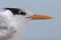 Königsseeschwalbe auf Sanibel Island, Florida