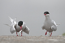 Küstenseeschwalbe am Eidersperrwerk
