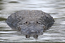 Der wieder sehr häufige und im Südosten der USA weit verbreitete Mississippi-Alligator kann bis zu 6m lang werden.