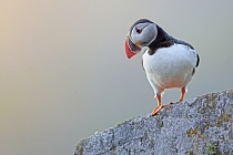 Papageitaucher auf der Insel Runde, Norwegen