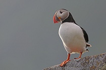 Papageitaucher auf der Insel Runde, Norwegen