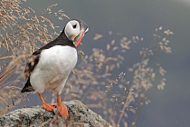 Papageitaucher auf der Insel Runde, Norwegen
