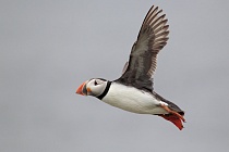 Papageitaucher auf den Farne Islands, Nordostengland