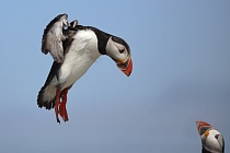 Papageitaucher auf den Farne Islands, Nordostengland