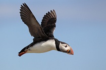 Papageitaucher auf den Farne Islands, Nordostengland