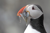 Papageitaucher auf den Farne Islands, Nordostengland